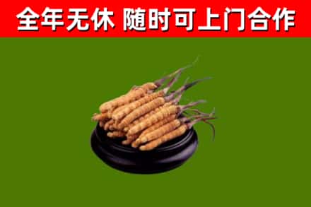 玉州回收散虫草