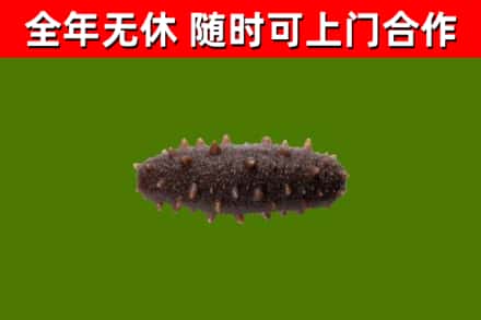 玉州回收海参干